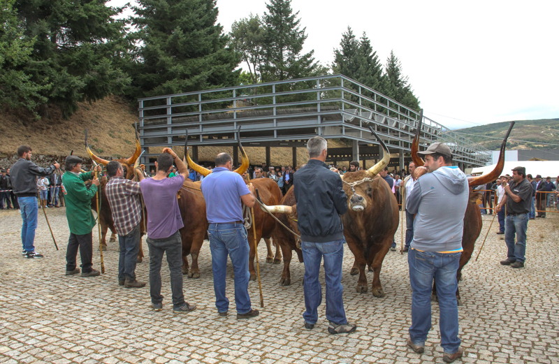 Montalegre - &quot;Feira do Prémio&quot; 2015