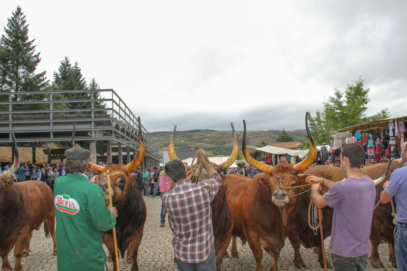 Montalegre - &quot;Feira do Prémio&quot; 2015