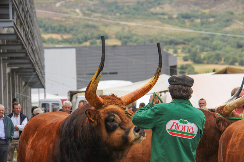 Montalegre - "Feira do Prémio" 2015