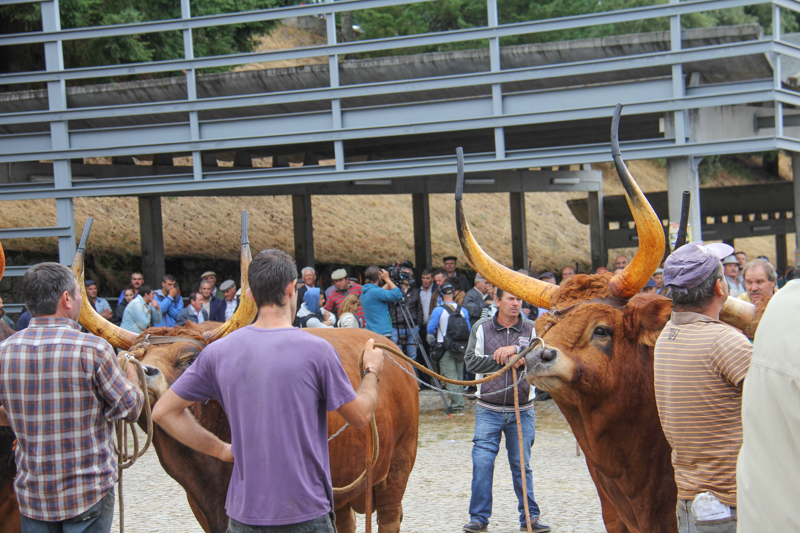 Montalegre - &quot;Feira do Prémio&quot; 2015