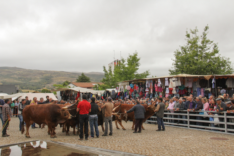 Montalegre - "Feira do Prémio" 2015