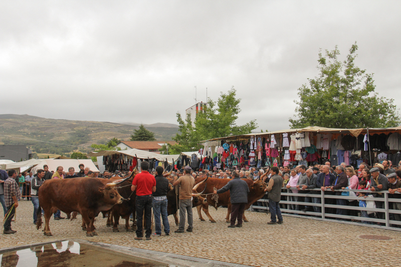 Montalegre - &quot;Feira do Prémio&quot; 2015