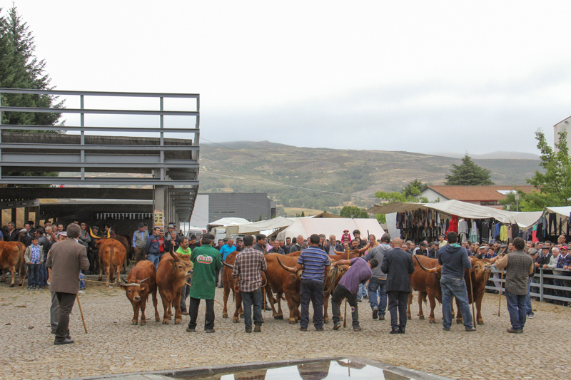 Montalegre - &quot;Feira do Prémio&quot; 2015