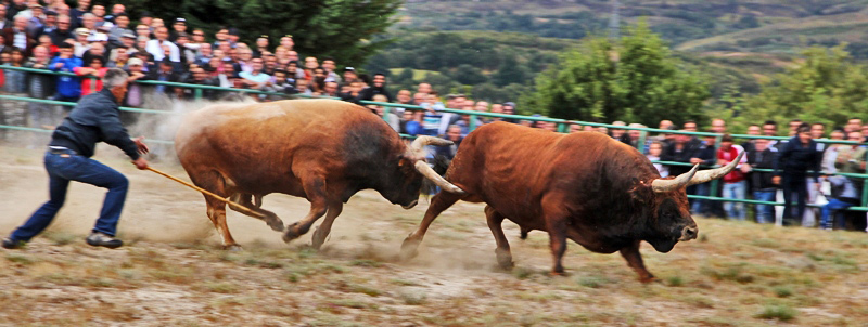 Final do Torneio de Chegas de Bois de Raça Barrosã 2015