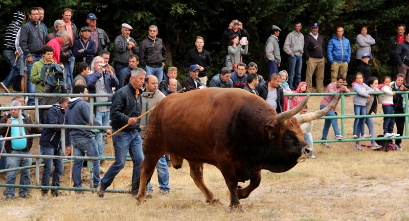 Final do Torneio de Chegas de Bois de Raça Barrosã 2015