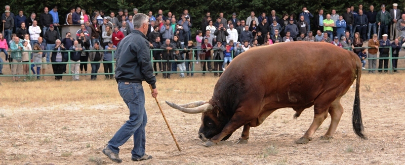 Final do Torneio de Chegas de Bois de Raça Barrosã 2015