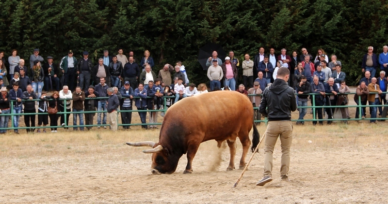 Final do Torneio de Chegas de Bois de Raça Barrosã 2015