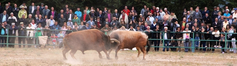 Final do Torneio de Chegas de Bois de Raça Barrosã 2015