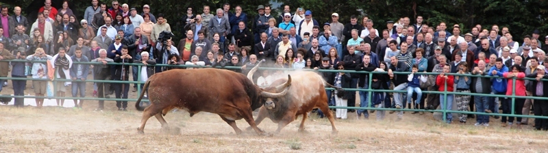 Final do Torneio de Chegas de Bois de Raça Barrosã 2015