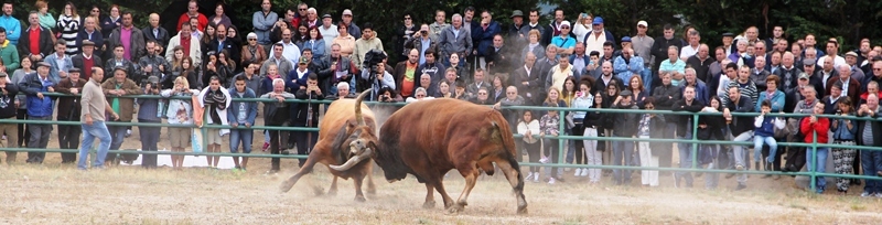 Final do Torneio de Chegas de Bois de Raça Barrosã 2015