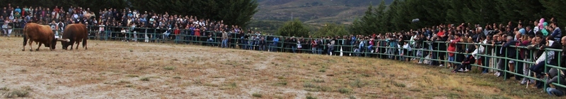 Final do Torneio de Chegas de Bois de Raça Barrosã 2015