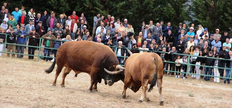 Final do Torneio de Chegas de Bois de Raça Barrosã 2015