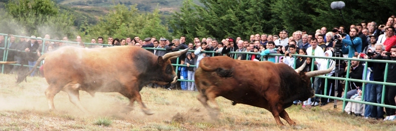 Final do Torneio de Chegas de Bois de Raça Barrosã 2015