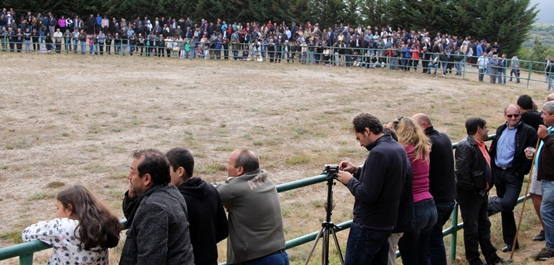 Final do Torneio de Chegas de Bois de Raça Barrosã 2015