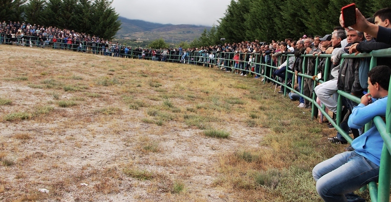 Final do Torneio de Chegas de Bois de Raça Barrosã 2015