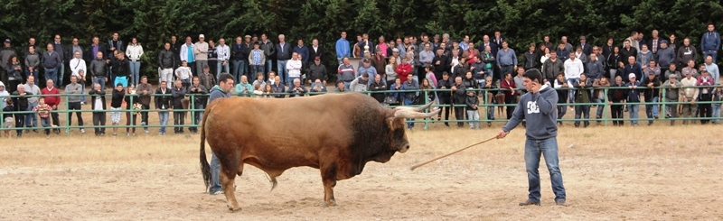 Final do Torneio de Chegas de Bois de Raça Barrosã 2015