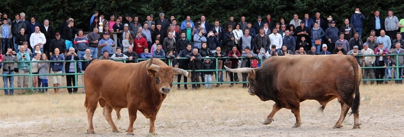 Final do Torneio de Chegas de Bois de Raça Barrosã 2015