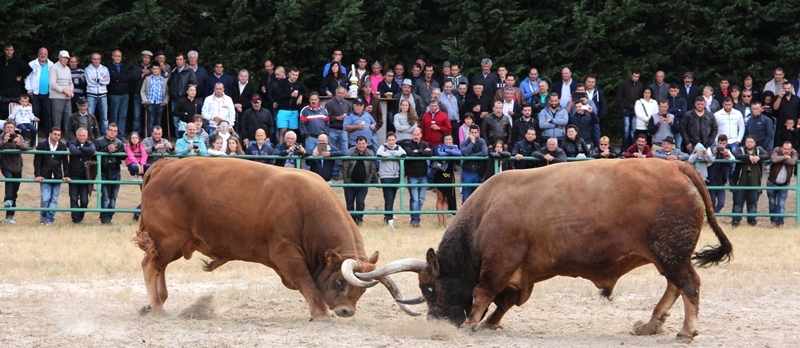 Final do Torneio de Chegas de Bois de Raça Barrosã 2015