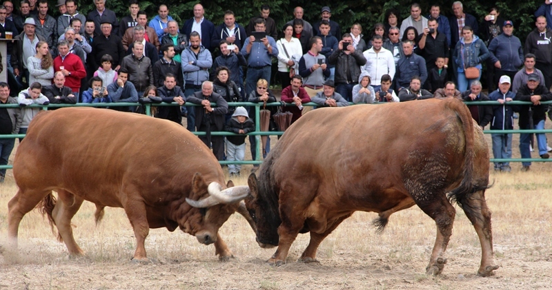 Final do Torneio de Chegas de Bois de Raça Barrosã 2015