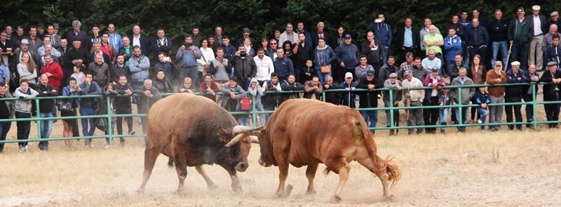 Final do Torneio de Chegas de Bois de Raça Barrosã 2015