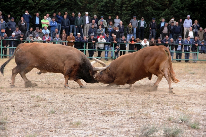 Final do Torneio de Chegas de Bois de Raça Barrosã 2015