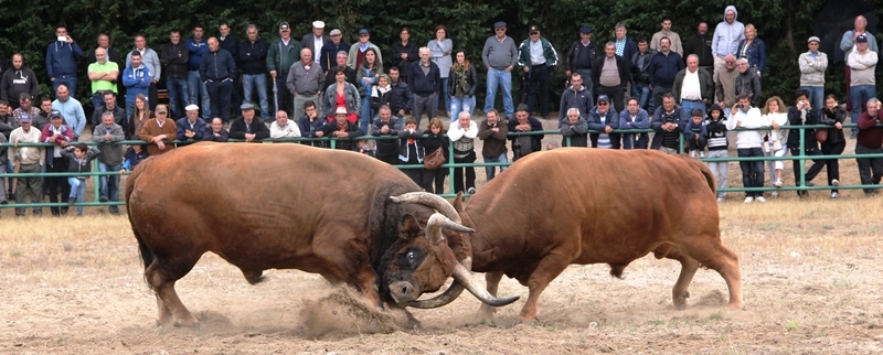 Final do Torneio de Chegas de Bois de Raça Barrosã 2015