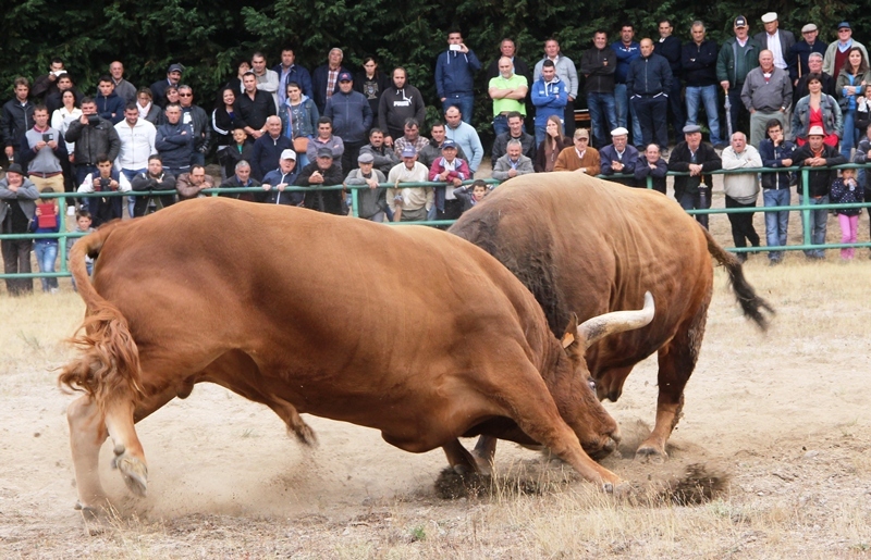 Final do Torneio de Chegas de Bois de Raça Barrosã 2015