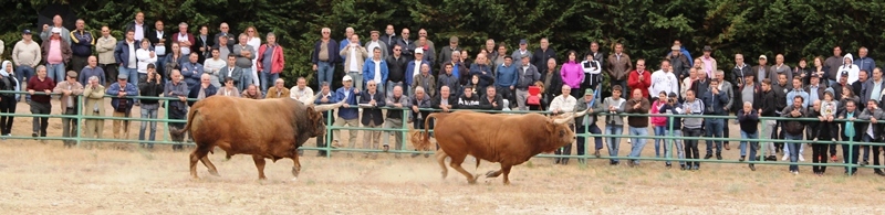 Final do Torneio de Chegas de Bois de Raça Barrosã 2015