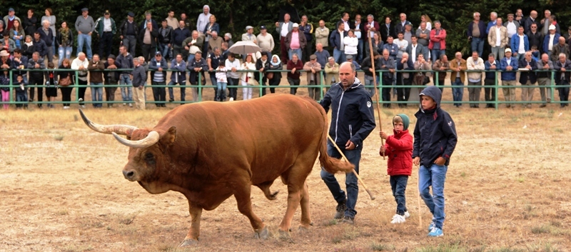 Final do Torneio de Chegas de Bois de Raça Barrosã 2015