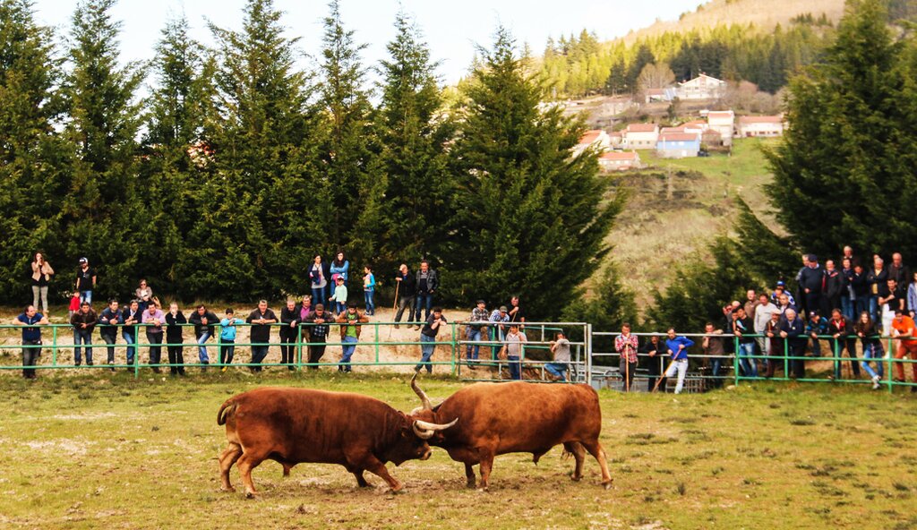 Torneio de Chegas de Bois 2016 (Abertura)