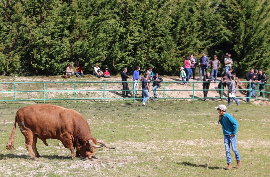 Torneio de Chegas de Bois 2016 (Abertura)