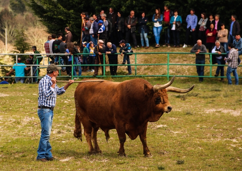 Torneio de Chegas de Bois 2016 (Abertura)