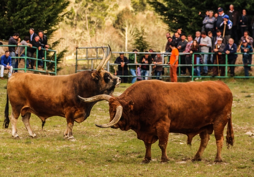 Torneio de Chegas de Bois 2016 (Abertura)