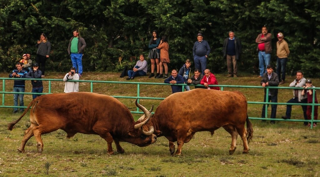 Torneio de Chegas de Bois 2016 (Abertura)