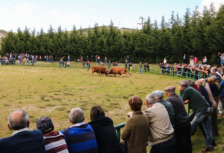 Torneio de Chegas de Bois 2016 (Abertura)