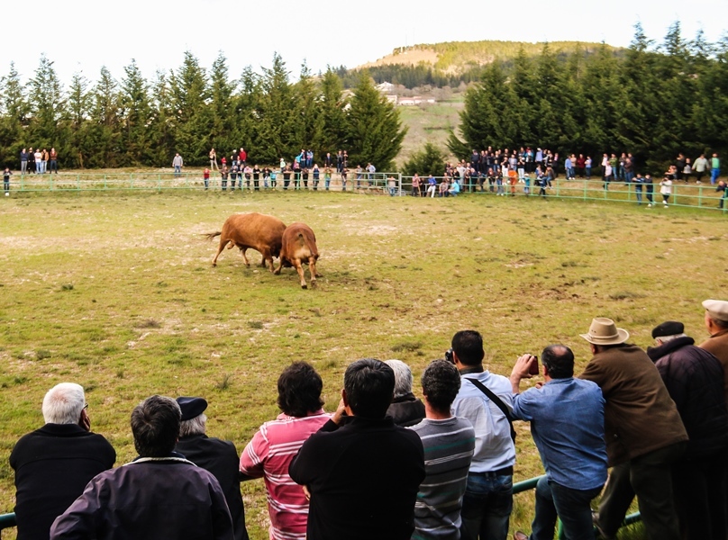 Torneio de Chegas de Bois 2016 (Abertura)