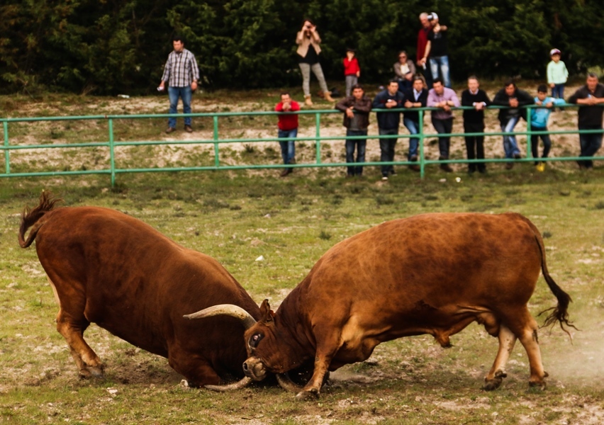 Torneio de Chegas de Bois 2016 (Abertura)