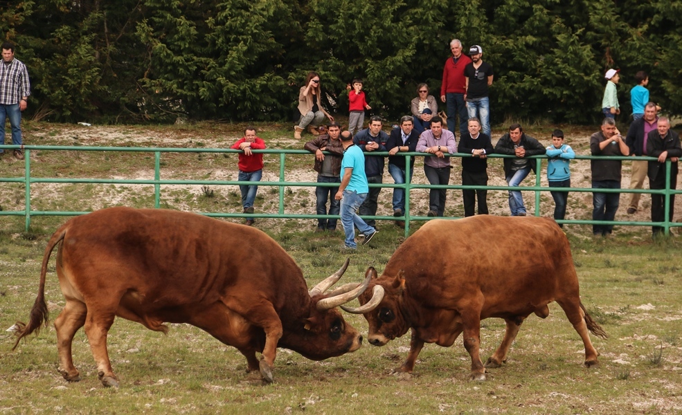 Torneio de Chegas de Bois 2016 (Abertura)