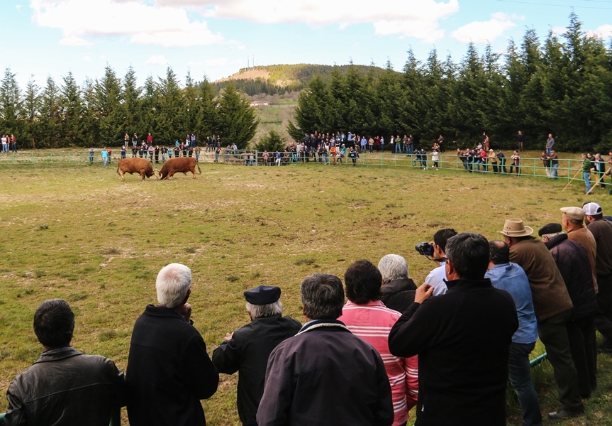 Torneio de Chegas de Bois 2016 (Abertura)