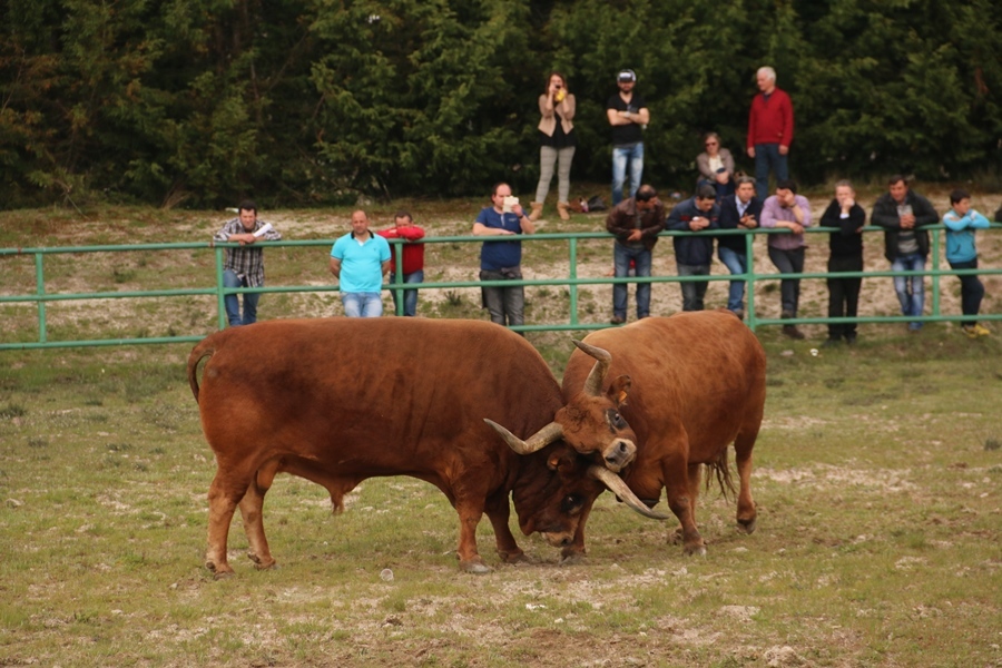 Torneio de Chegas de Bois 2016 (Abertura)