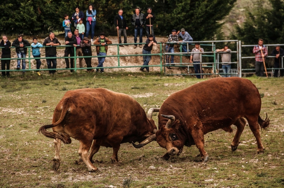 Torneio de Chegas de Bois 2016 (Abertura)