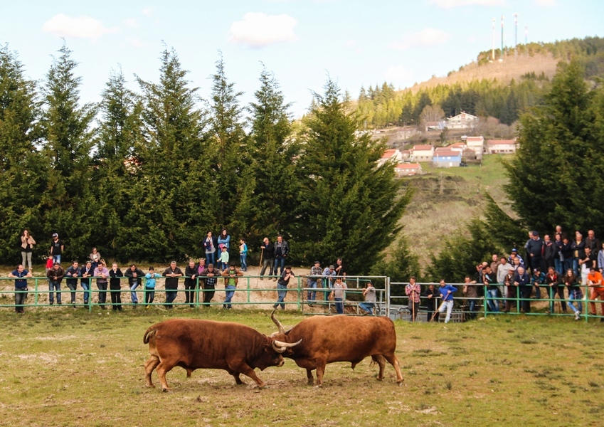 Torneio de Chegas de Bois 2016 (Abertura)