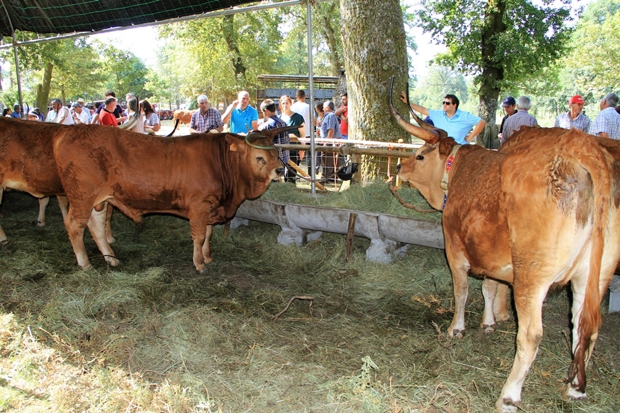 Salto | Concurso pecuário de raça barrosã 2016