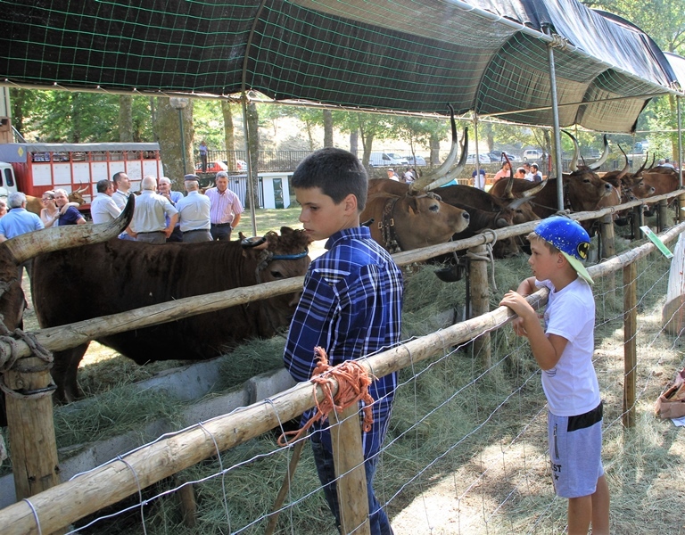 Salto | Concurso pecuário de raça barrosã 2016