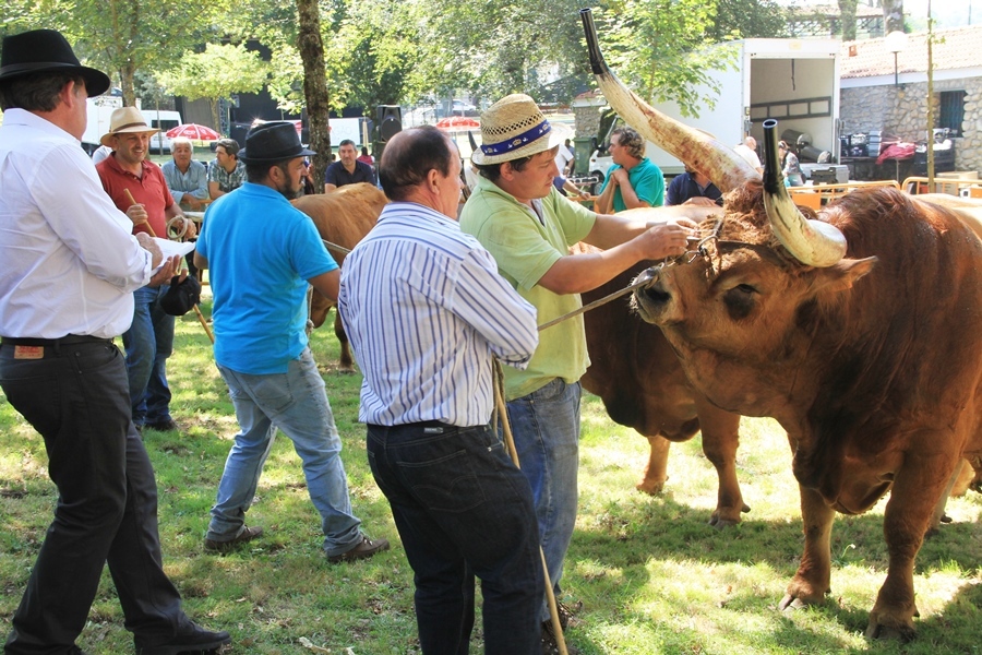 Salto | Concurso pecuário de raça barrosã 2016