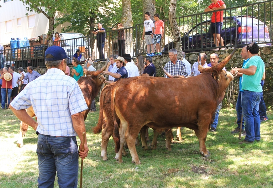 Salto | Concurso pecuário de raça barrosã 2016