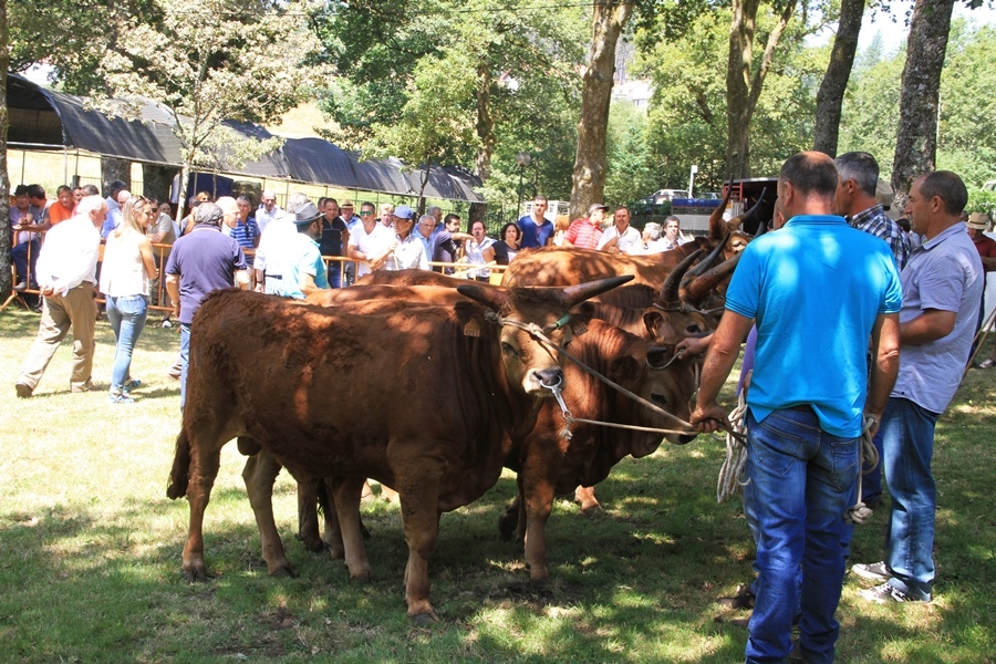 Salto | Concurso pecuário de raça barrosã 2016