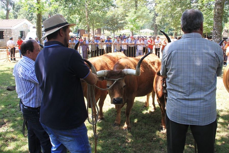 Salto | Concurso pecuário de raça barrosã 2016