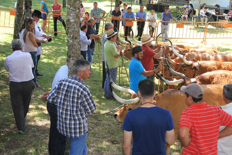 Salto | Concurso pecuário de raça barrosã 2016