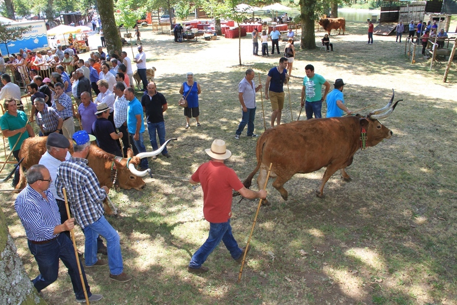 Salto | Concurso pecuário de raça barrosã 2016